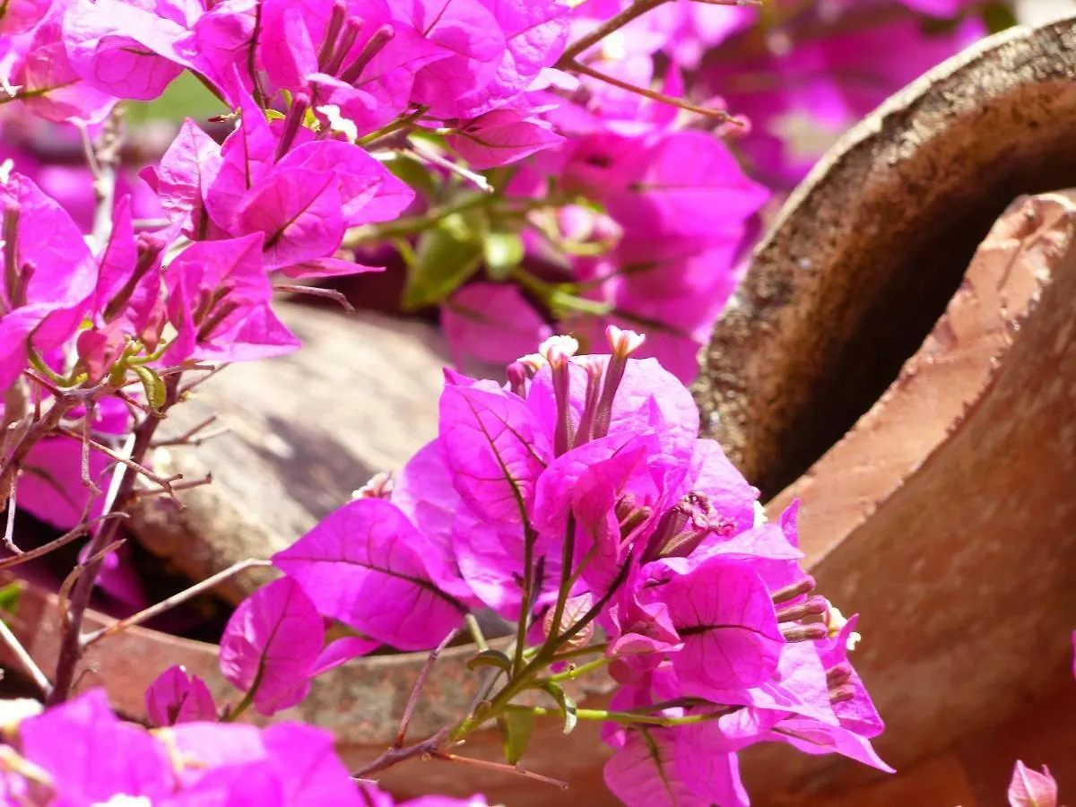 Hotel Finca Ca N'Ai - Adults Only Soller